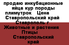 продаю инкубационные яйца кур породы плимутрок › Цена ­ 60 - Ставропольский край, Ставрополь г. Животные и растения » Птицы   . Ставропольский край
